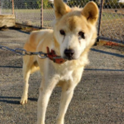 迷い犬（令和3年11月29日保護分）