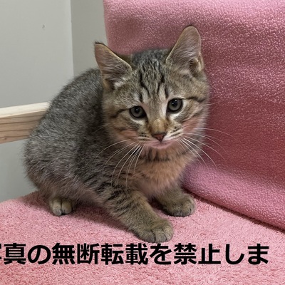 久留米市動物管理センター J3014