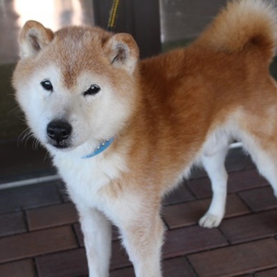 北九州市保健福祉局保健医療部動物愛護センター　A21109