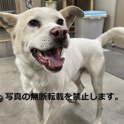 久留米市動物管理センター 3036