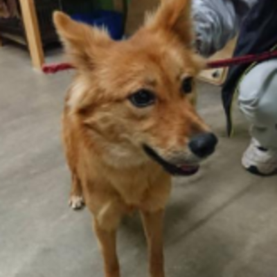迷い犬（令和3年12月21日保護分）