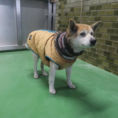 東部動物愛護管理センター d1541