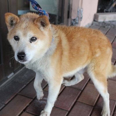北九州市保健福祉局保健医療部動物愛護センター　A21086