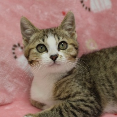 北九州市保健福祉局保健医療部動物愛護センターB21219