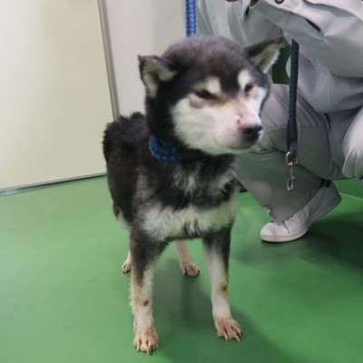 東部動物愛護管理センター d1558