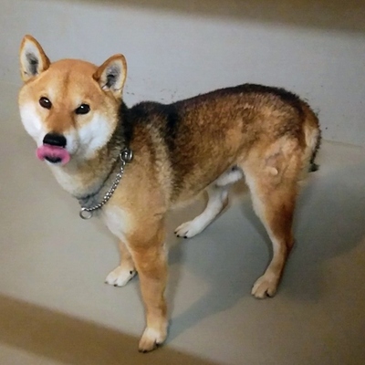 久留米市動物管理センター 3039
