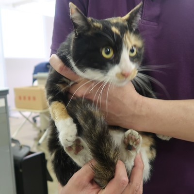 東部動物愛護管理センター c3833