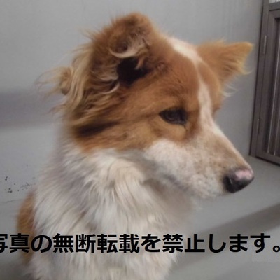 久留米市動物管理センター 3043