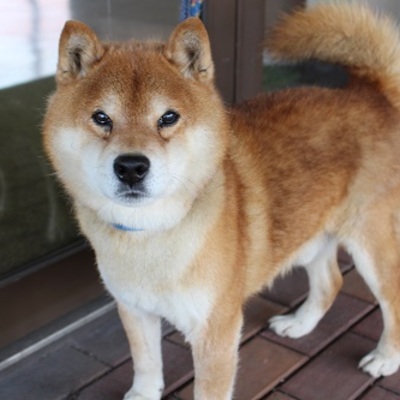 北九州市保健福祉局保健医療部動物愛護センターA21042