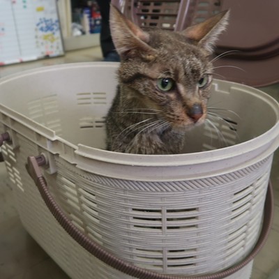 東部動物愛護管理センター c3866