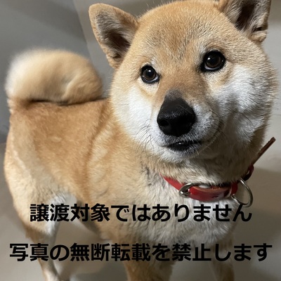 久留米市動物管理センター 002