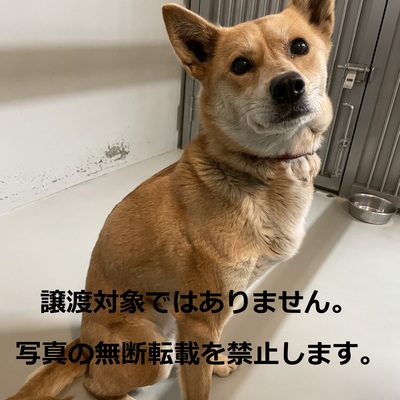 久留米市動物管理センター 004