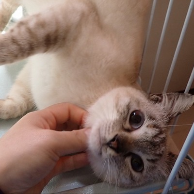 東部動物愛護管理センター c3836