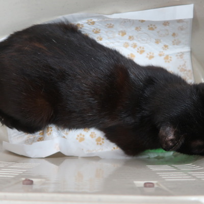 東部動物愛護管理センター c3893