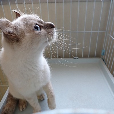 東部動物愛護管理センター c3838