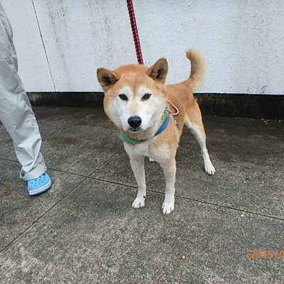 福岡県動物愛護センター No.6217 