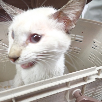 東部動物愛護管理センター c3927