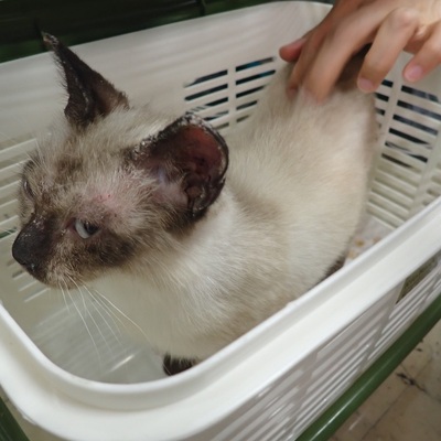 東部動物愛護管理センター c3926