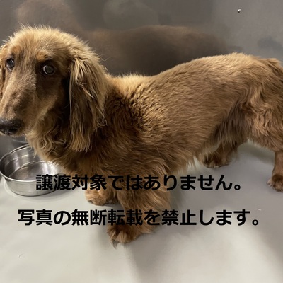 久留米市動物管理センター　保護犬猫番号006