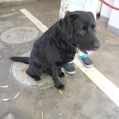 東部動物愛護管理センター d1594