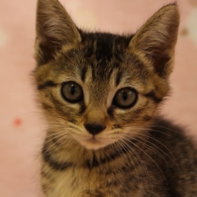 北九州市保健福祉局保健医療部動物愛護センターB22025