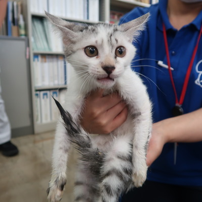東部動物愛護管理センター c3963