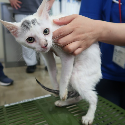 東部動物愛護管理センター c3962