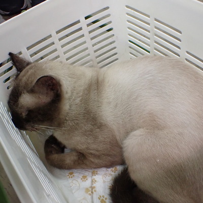 東部動物愛護管理センター c3977