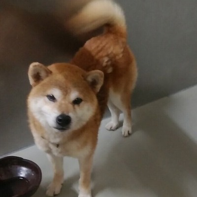 久留米市動物管理センター 010