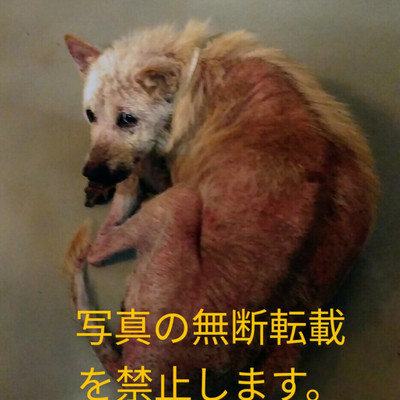 久留米市動物管理センター 011