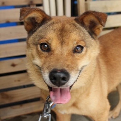北九州市保健福祉局保健医療部動物愛護センターA22051