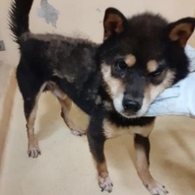 迷い犬（令和4年9月12日保護分）