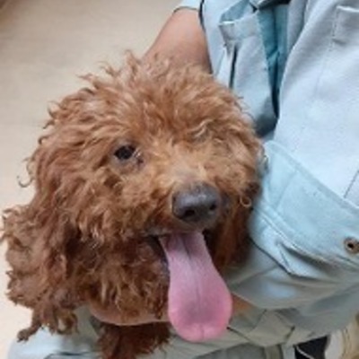  迷い犬（令和4年9月14日保護分）