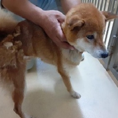 迷い犬（令和4年9月14日保護分）