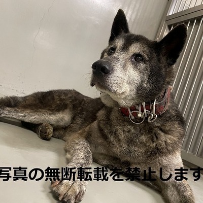 久留米市動物管理センター 015