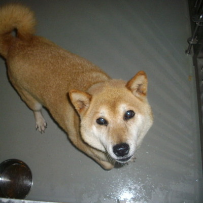 久留米市動物管理センター27043
