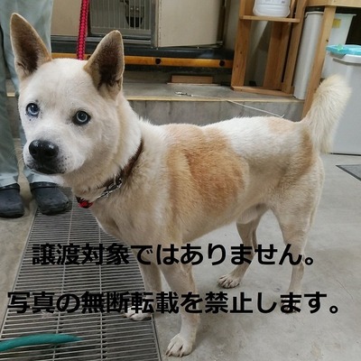 保護犬猫番号017
