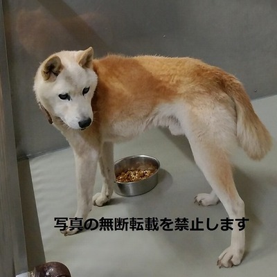 保護犬猫番号018