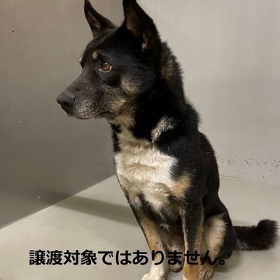 保護犬猫番号019 