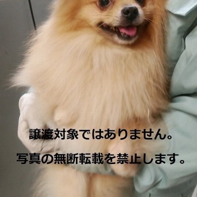 保護犬猫番号020
