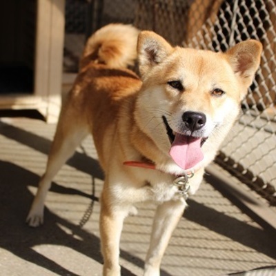 北九州市保健福祉局保健医療部動物愛護センターA22114