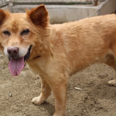 北九州市保健福祉局保健医療部動物愛護センターA22083