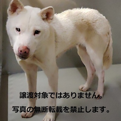保護犬猫番号023