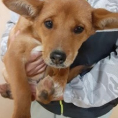 迷い犬（令和5年1月16日保護分）