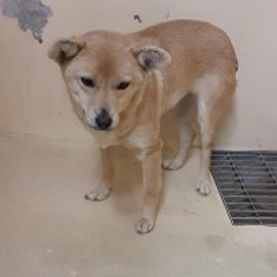 大牟田市動物管理センター　迷い犬（令和5年1月19日保護分）