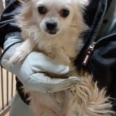 大牟田市動物管理センター　迷い犬（令和5年1月25日保護分）