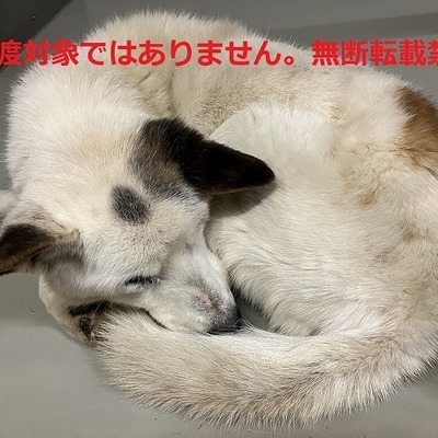 保護犬猫番号024  