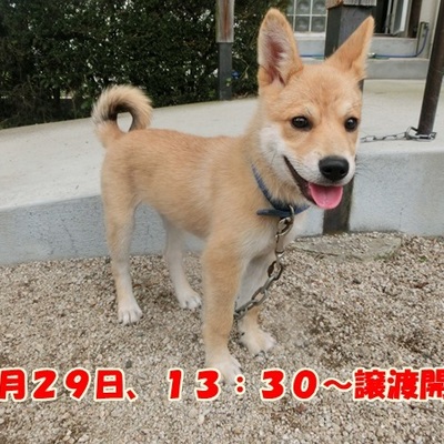 福岡県動物愛護センターNo.703