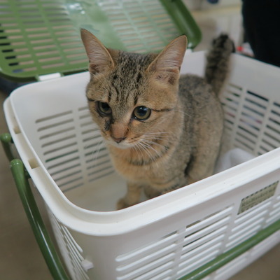 東部動物愛護管理センター c4121
