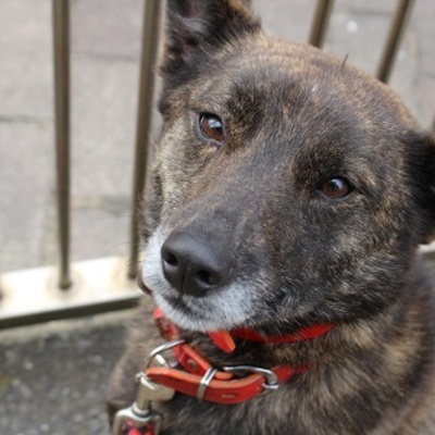 北九州市保健福祉局保健医療部動物愛護センターA22136